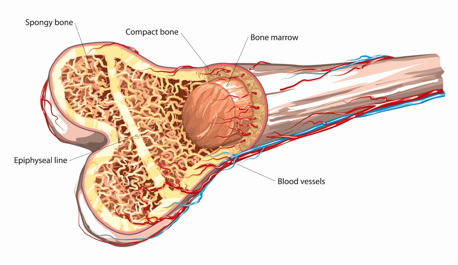 bone with details
